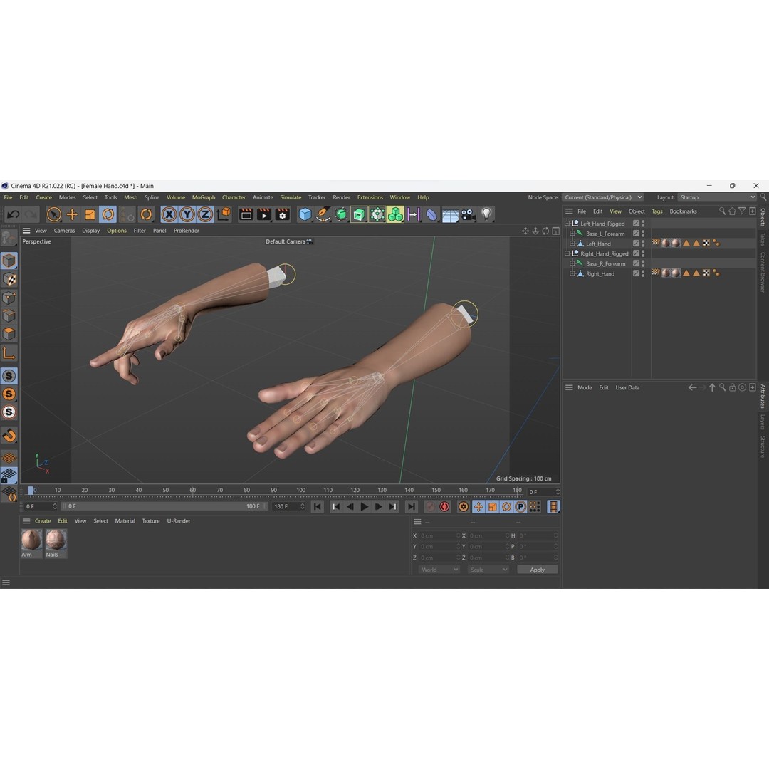 Female Hand 3D Model – Rigged Low Poly Anatomy for Animation - View 17