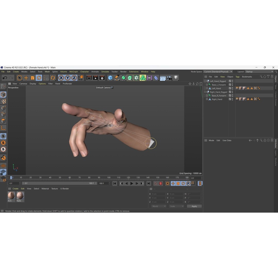 Female Hand 3D Model – Rigged Low Poly Anatomy for Animation - View 18