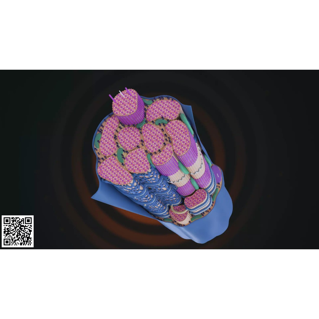 Skeletal Muscle Fiber Anatomy 3D Model – High-Quality Microscopic Asset, PBR - View 4