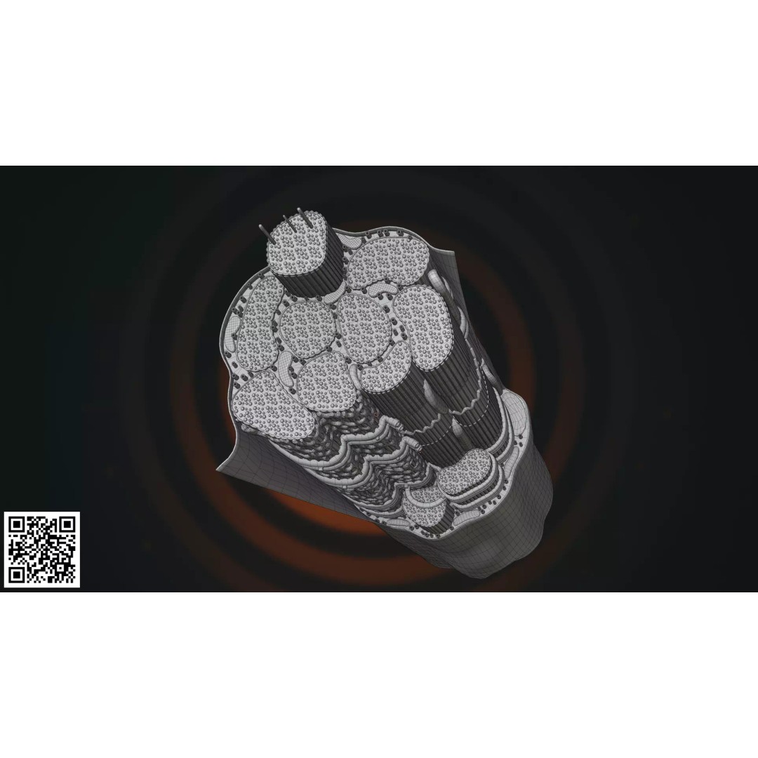 Skeletal Muscle Fiber Anatomy 3D Model – High-Quality Microscopic Asset, PBR - View 5