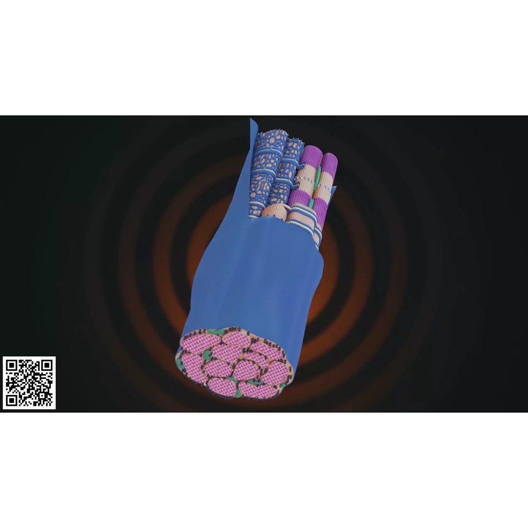 Skeletal Muscle Fiber Anatomy 3D Model – High-Quality Microscopic Asset, PBR - View 6