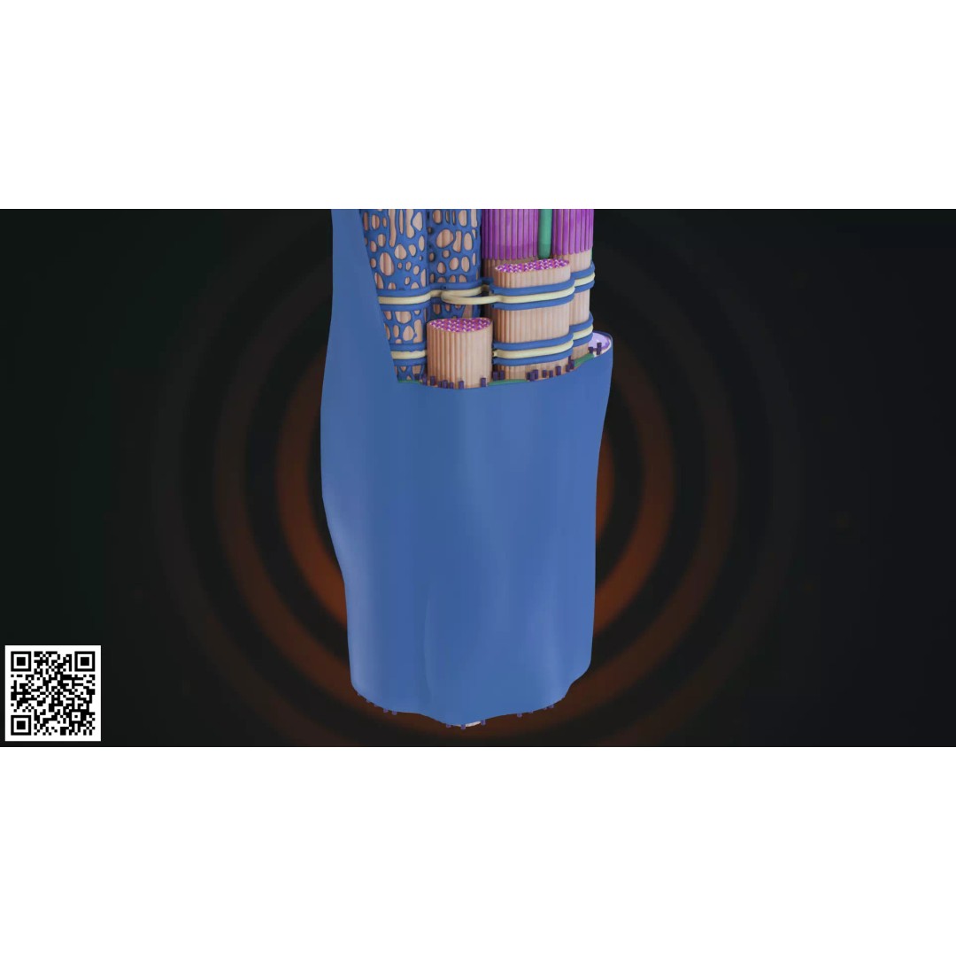 Skeletal Muscle Fiber Anatomy 3D Model – High-Quality Microscopic Asset, PBR - View 8