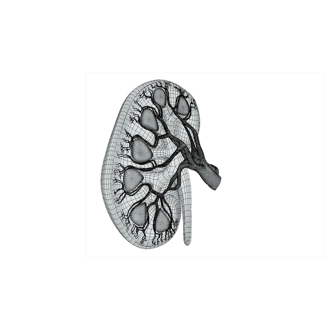 Kidney 3D Model – Low Poly Anatomical Asset for Medical Projects - View 10