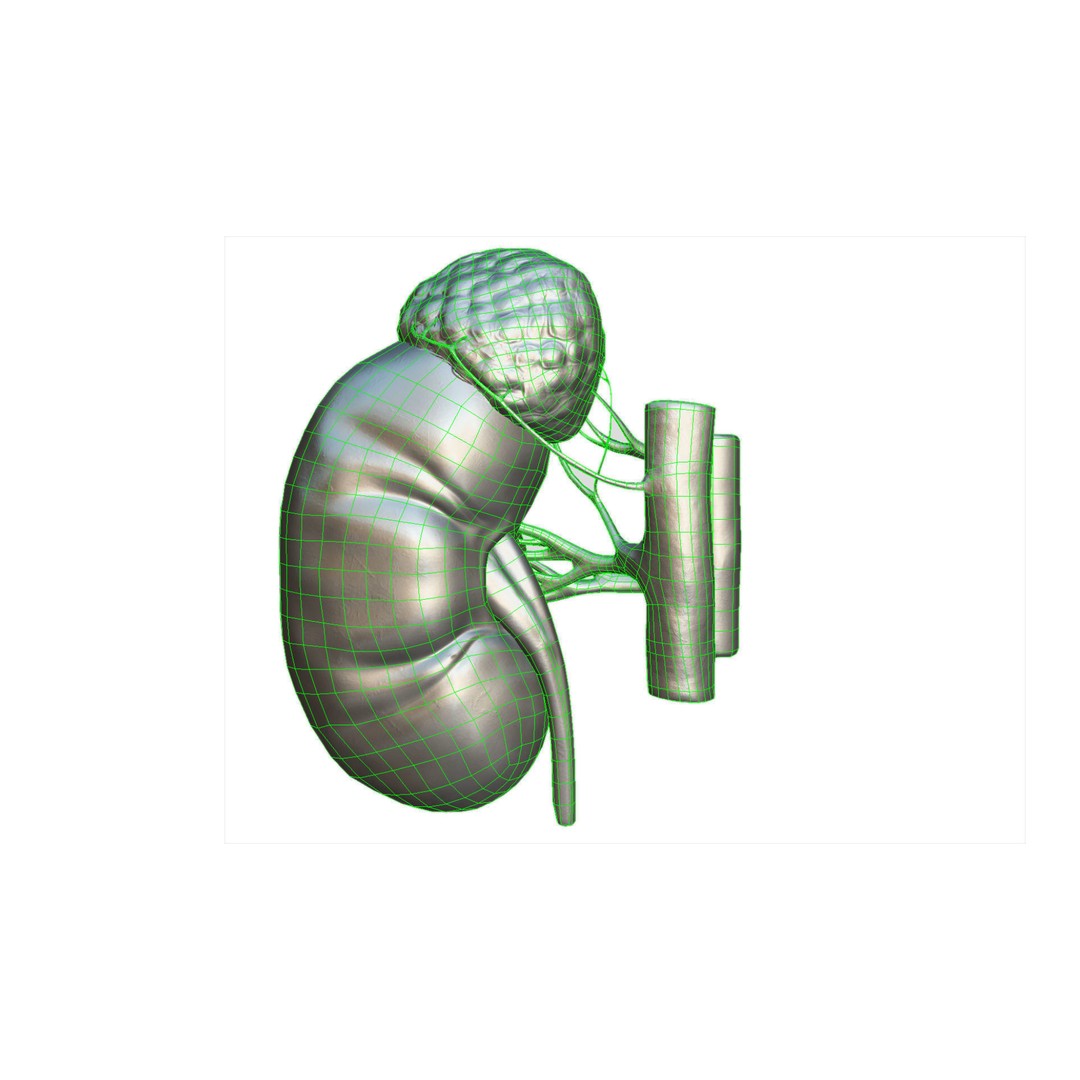 Kidney 3D Model – Low Poly Anatomical Asset for Medical Projects - View 11