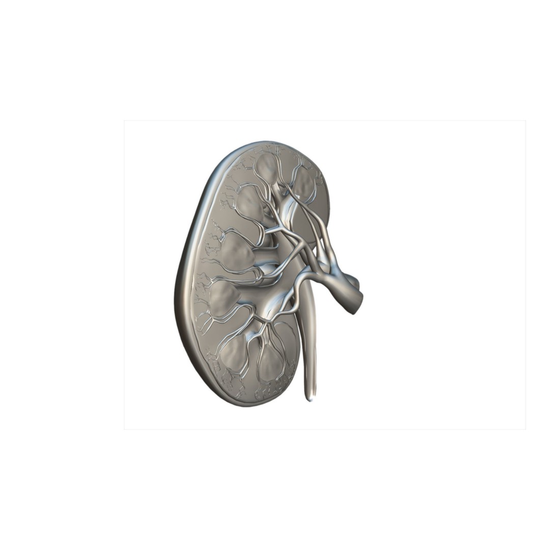 Kidney 3D Model – Low Poly Anatomical Asset for Medical Projects - View 12