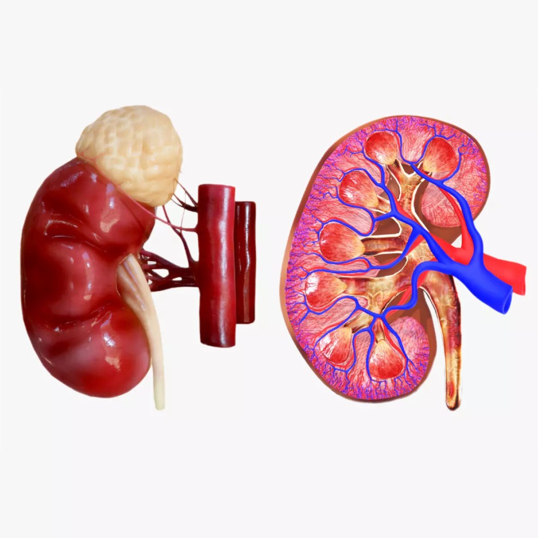 Kidney 3D Model – Low Poly Anatomical Asset for Medical Projects - View 2