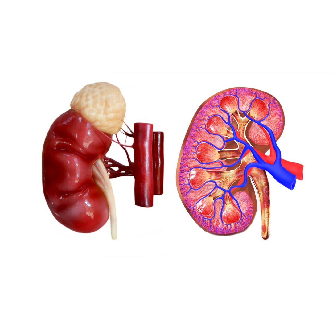 Kidney 3D Model – Low Poly Anatomical Asset for Medical Projects - View 3