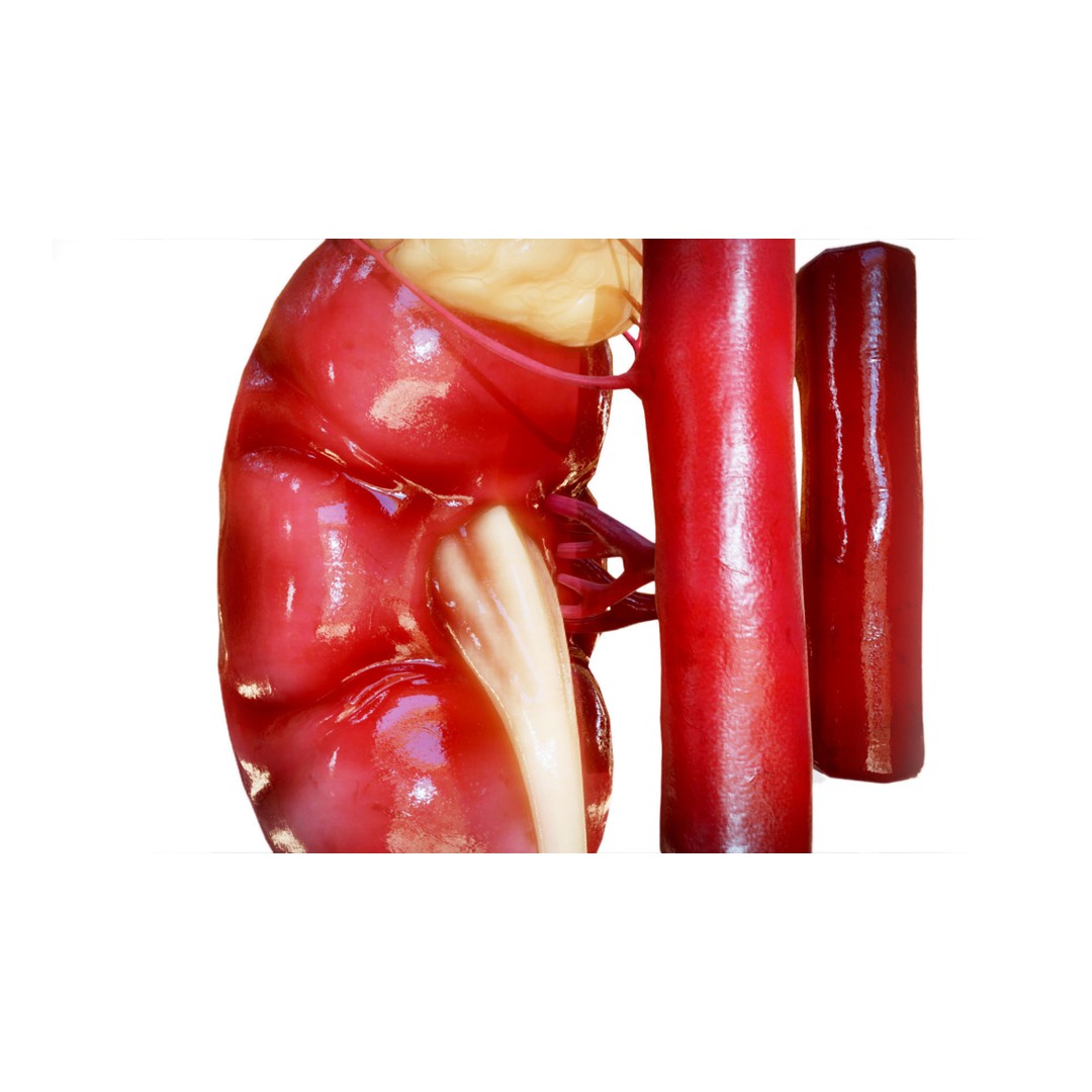 Kidney 3D Model – Low Poly Anatomical Asset for Medical Projects - View 4