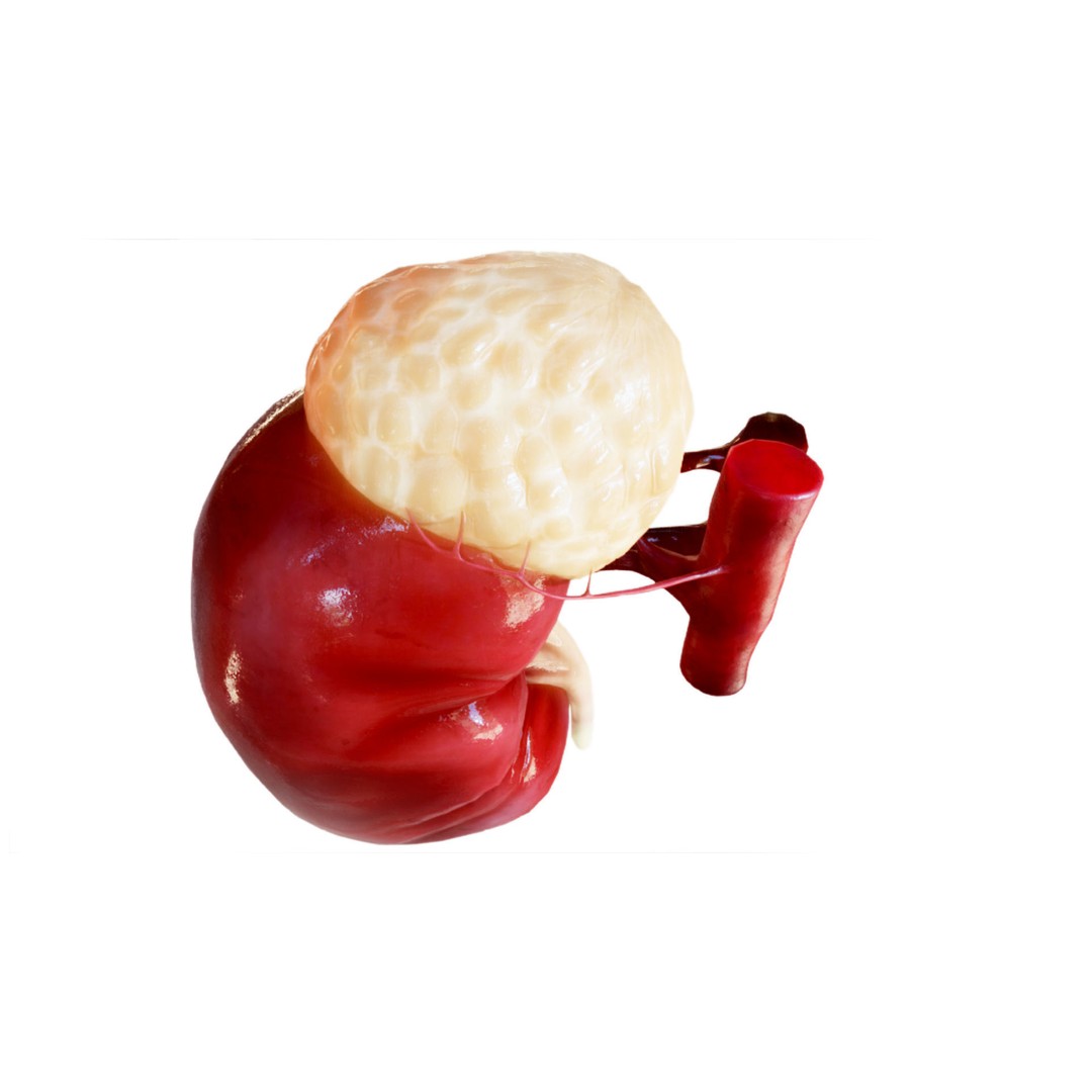 Kidney 3D Model – Low Poly Anatomical Asset for Medical Projects - View 5