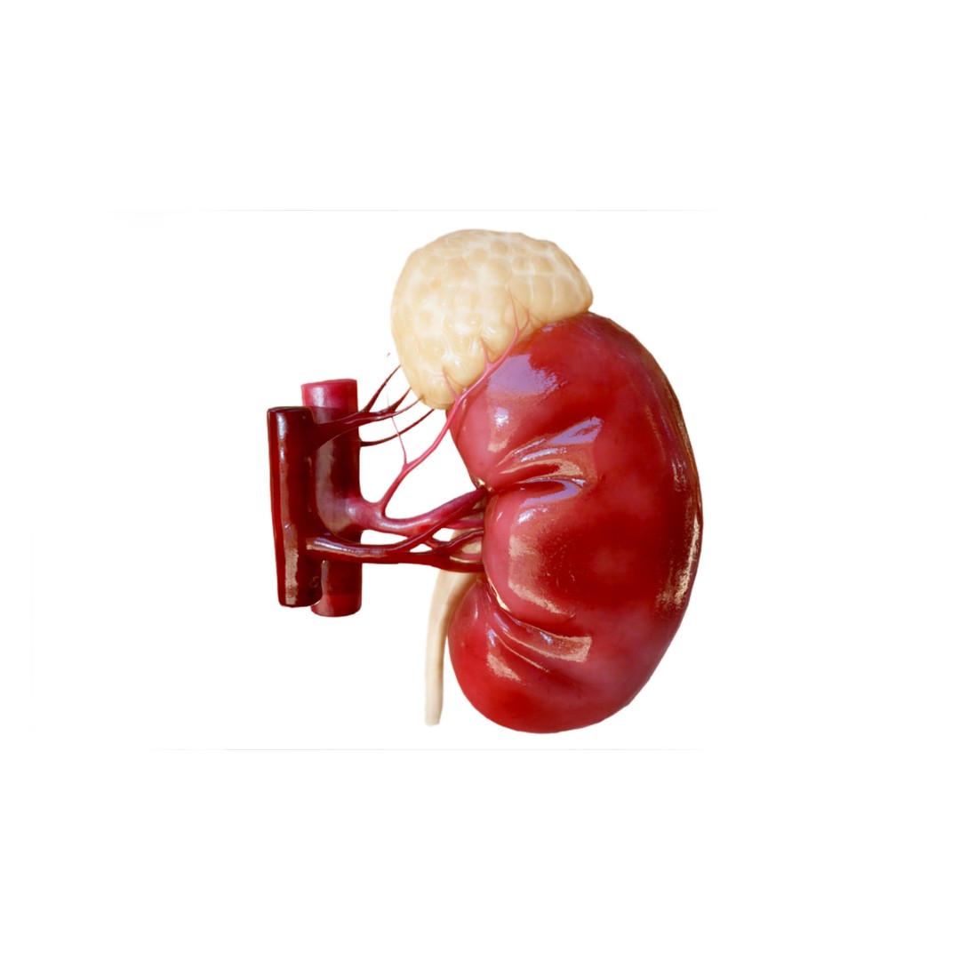 Kidney 3D Model – Low Poly Anatomical Asset for Medical Projects - View 6