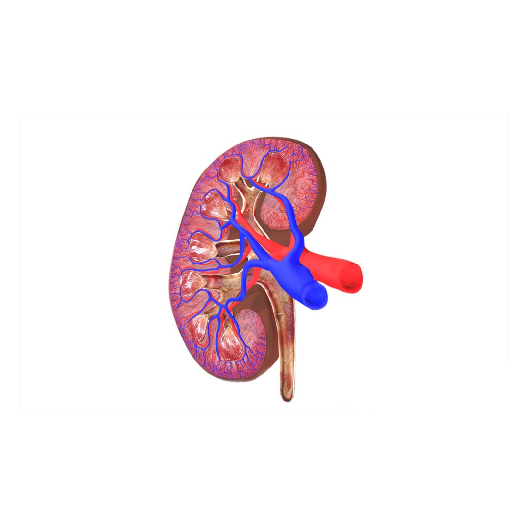 Kidney 3D Model – Low Poly Anatomical Asset for Medical Projects - View 8