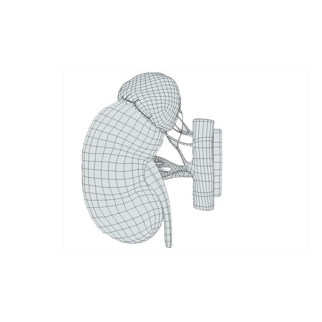 Kidney 3D Model – Low Poly Anatomical Asset for Medical Projects - View 9