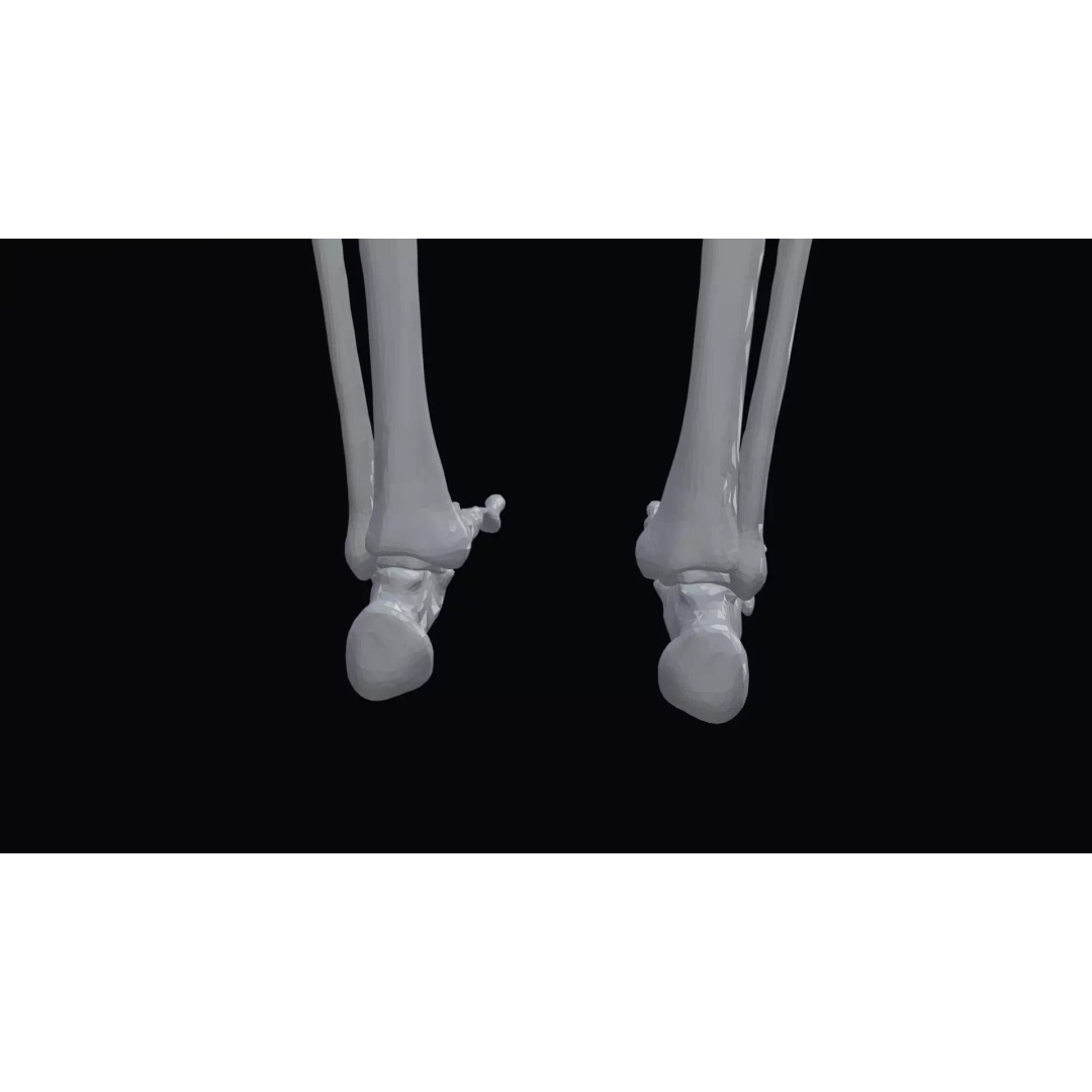 Realistic Human Skeleton 3D Model – Accurate Anatomy Asset, Blender, FBX, OBJ - View 11