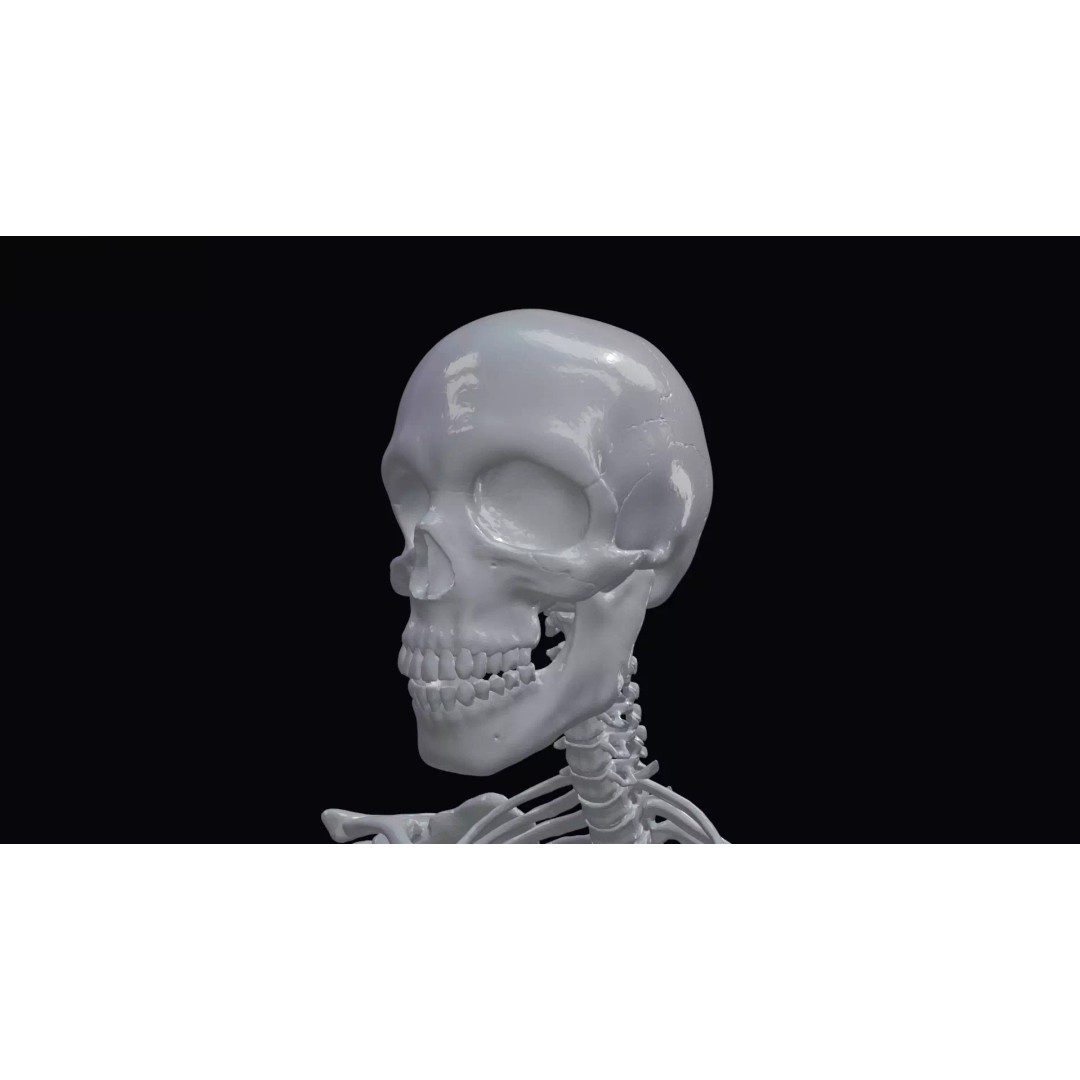 Realistic Human Skeleton 3D Model – Accurate Anatomy Asset, Blender, FBX, OBJ - View 12