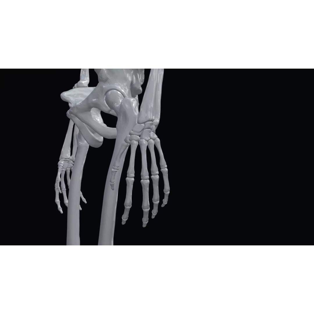 Realistic Human Skeleton 3D Model – Accurate Anatomy Asset, Blender, FBX, OBJ - View 13