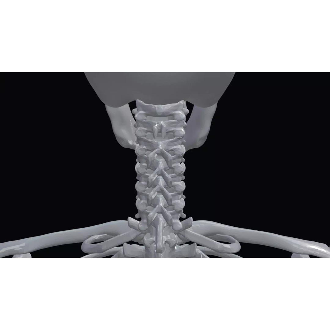 Realistic Human Skeleton 3D Model – Accurate Anatomy Asset, Blender, FBX, OBJ - View 14