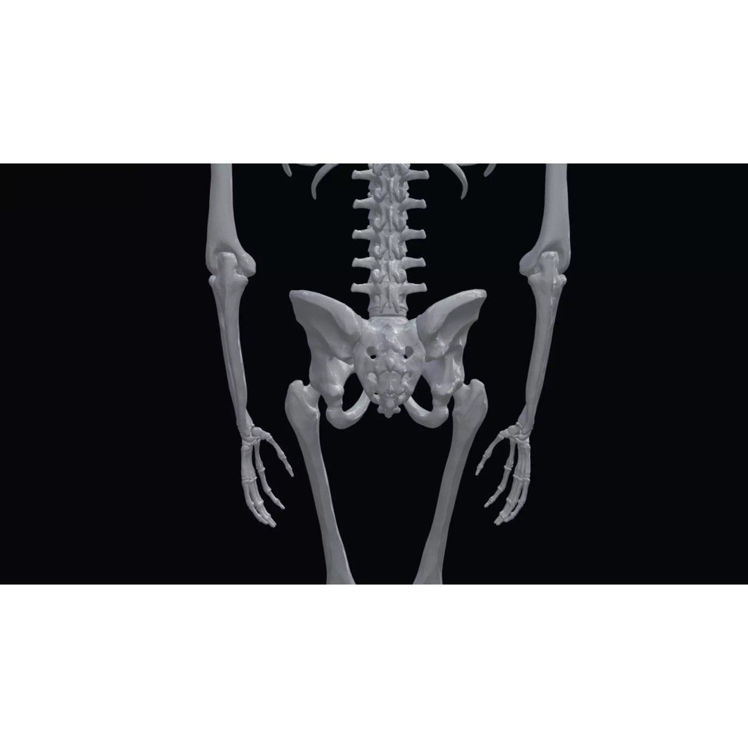 Realistic Human Skeleton 3D Model – Accurate Anatomy Asset, Blender, FBX, OBJ - View 15