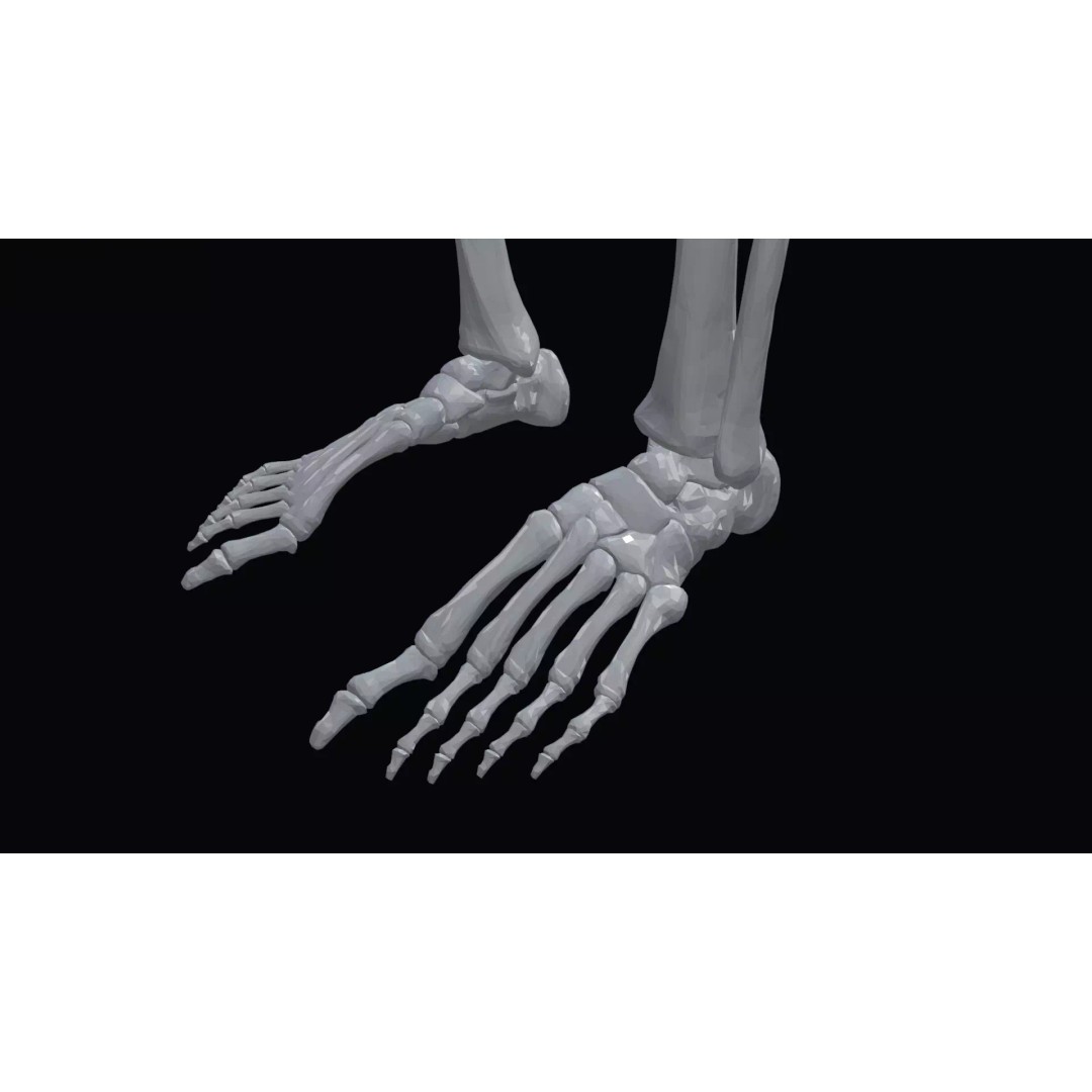 Realistic Human Skeleton 3D Model – Accurate Anatomy Asset, Blender, FBX, OBJ - View 16