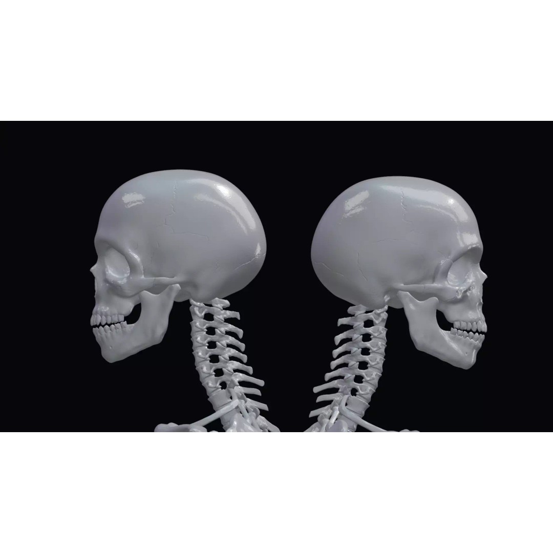 Realistic Human Skeleton 3D Model – Accurate Anatomy Asset, Blender, FBX, OBJ - View 17