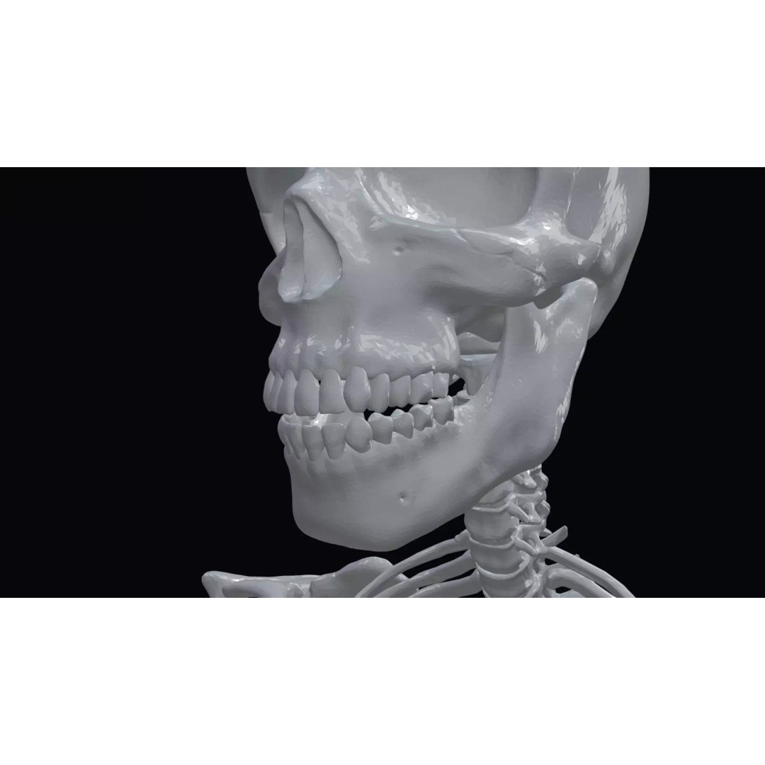 Realistic Human Skeleton 3D Model – Accurate Anatomy Asset, Blender, FBX, OBJ - View 18