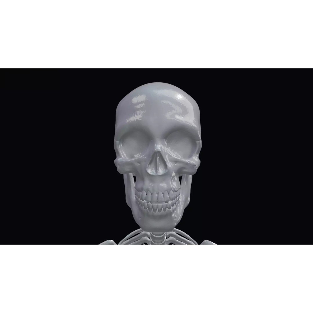 Realistic Human Skeleton 3D Model – Accurate Anatomy Asset, Blender, FBX, OBJ - View 20
