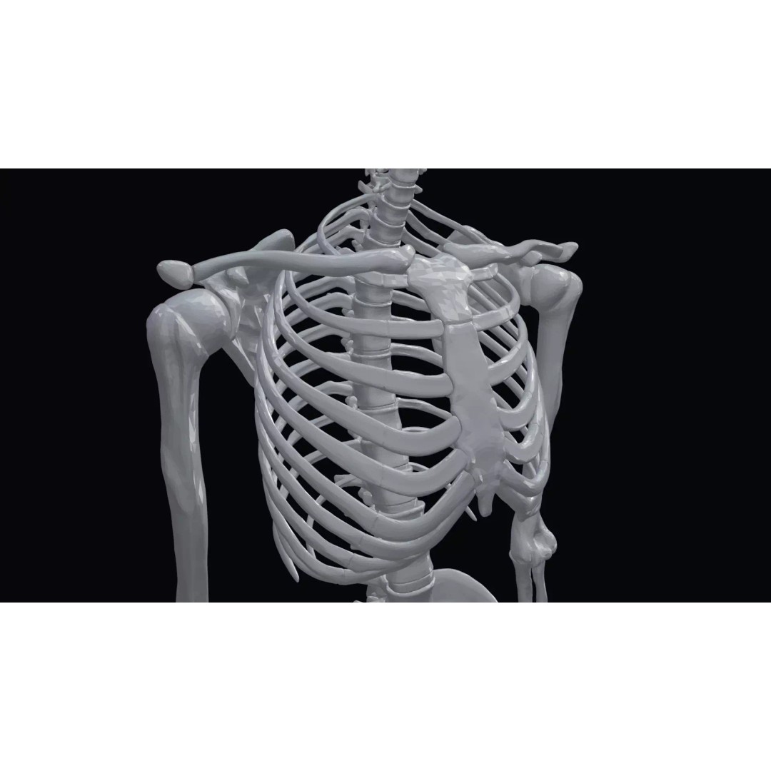 Realistic Human Skeleton 3D Model – Accurate Anatomy Asset, Blender, FBX, OBJ - View 21