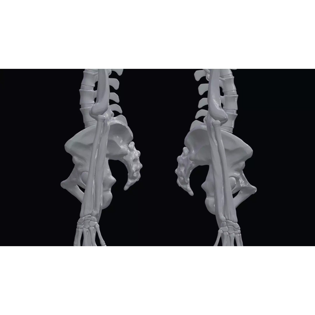 Realistic Human Skeleton 3D Model – Accurate Anatomy Asset, Blender, FBX, OBJ - View 24