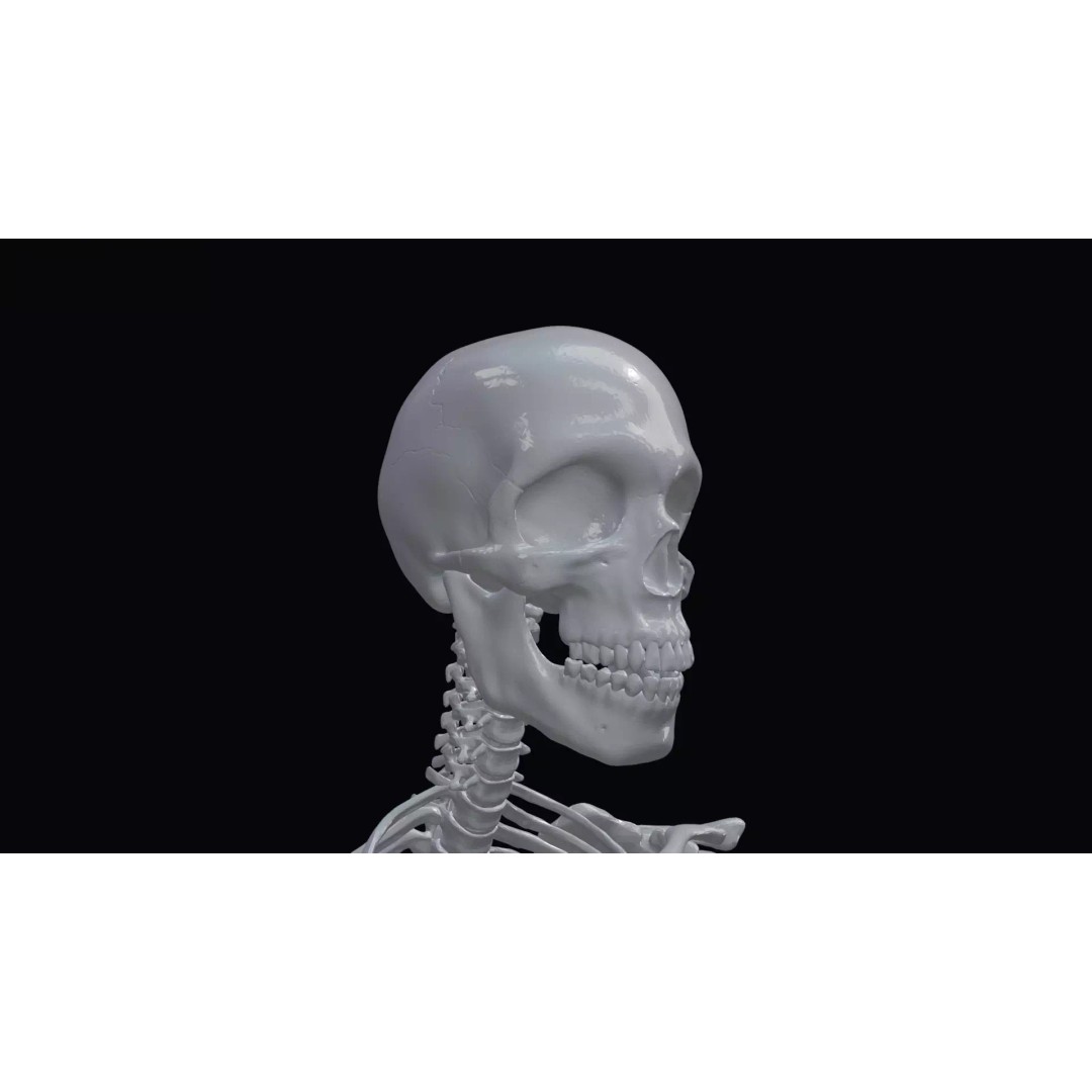 Realistic Human Skeleton 3D Model – Accurate Anatomy Asset, Blender, FBX, OBJ - View 26