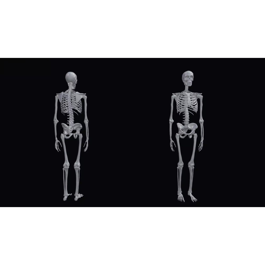Realistic Human Skeleton 3D Model – Accurate Anatomy Asset, Blender, FBX, OBJ - View 4