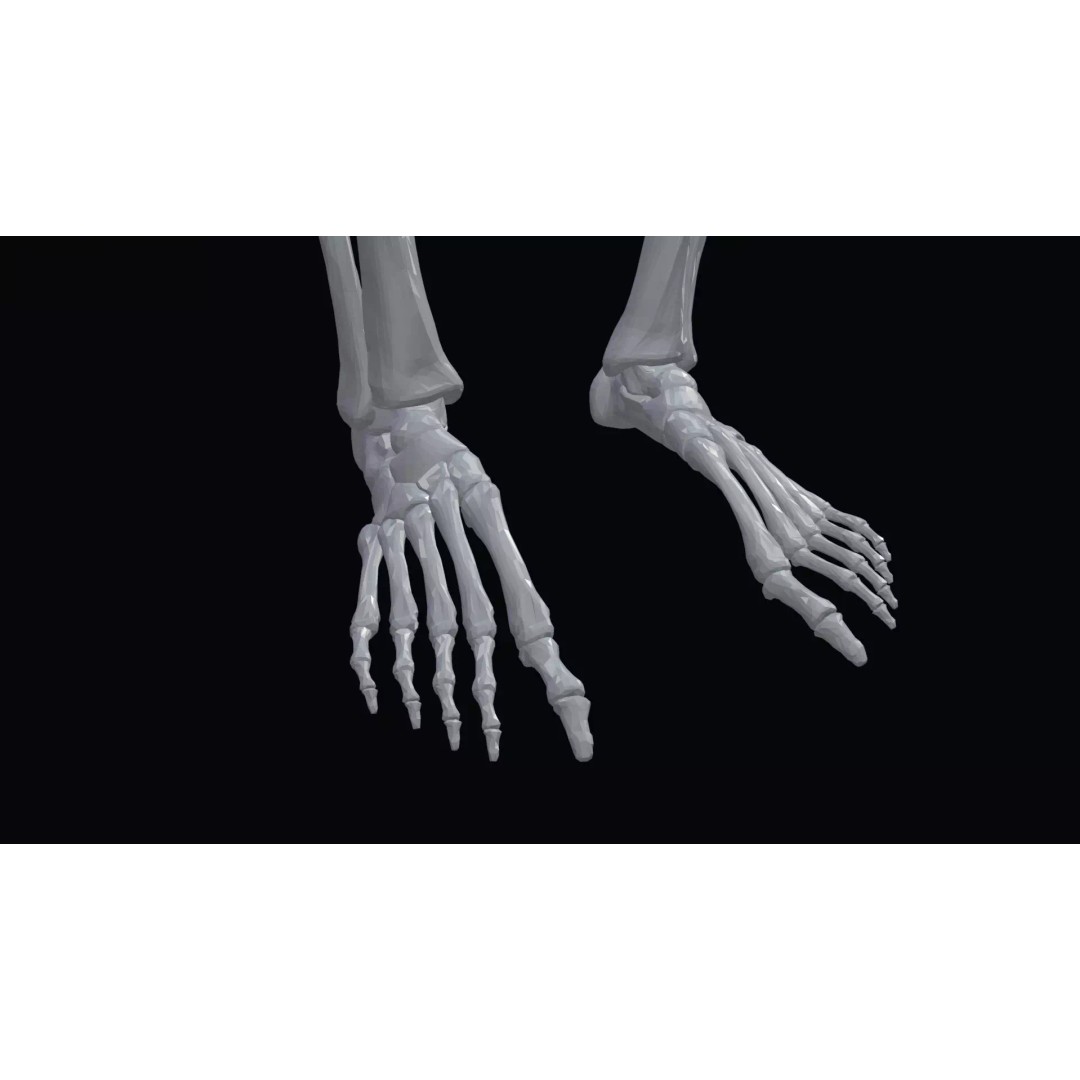 Realistic Human Skeleton 3D Model – Accurate Anatomy Asset, Blender, FBX, OBJ - View 5