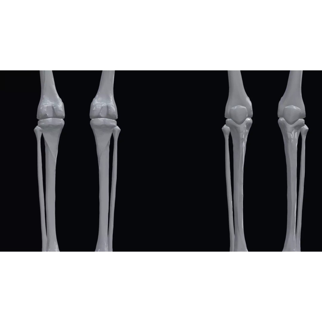 Realistic Human Skeleton 3D Model – Accurate Anatomy Asset, Blender, FBX, OBJ - View 6