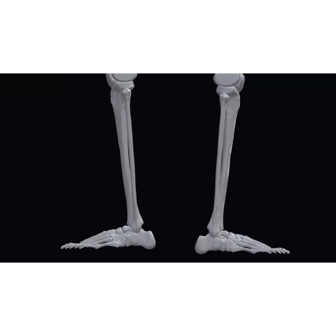 Realistic Human Skeleton 3D Model – Accurate Anatomy Asset, Blender, FBX, OBJ - View 7