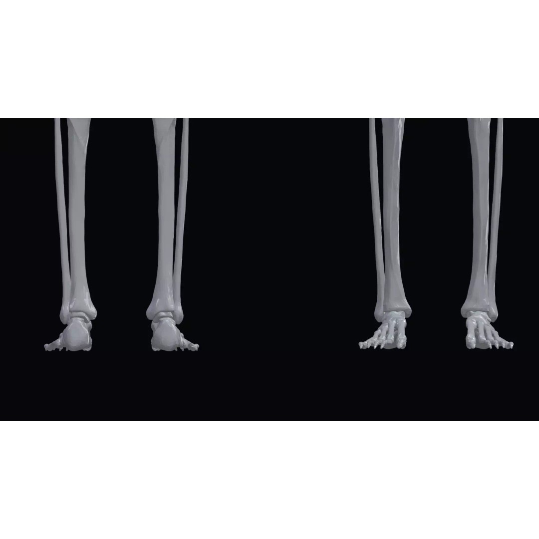 Realistic Human Skeleton 3D Model – Accurate Anatomy Asset, Blender, FBX, OBJ - View 8