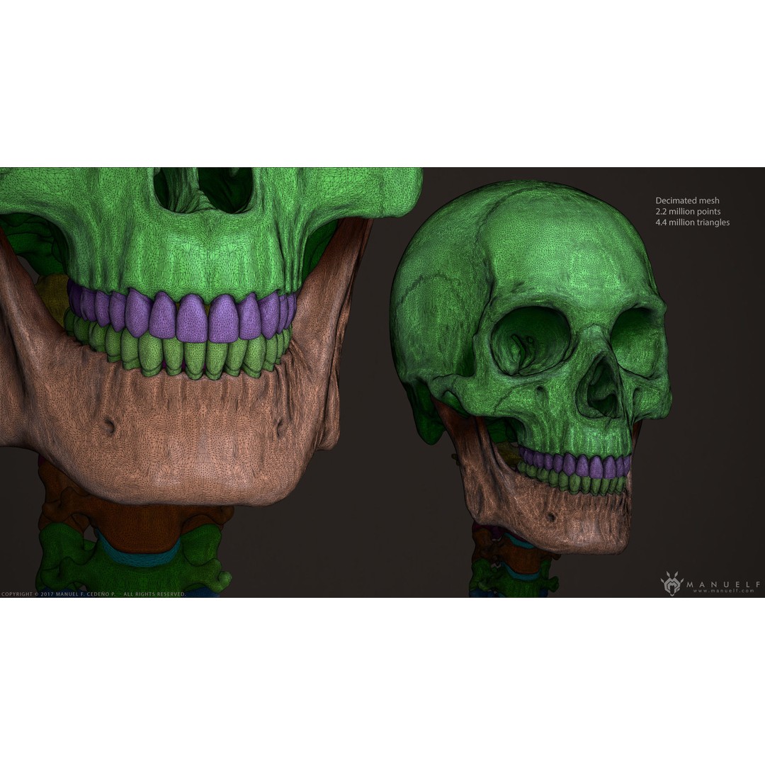 Human Skull 3D Model – High Poly Anatomy Sculpture, OBJ