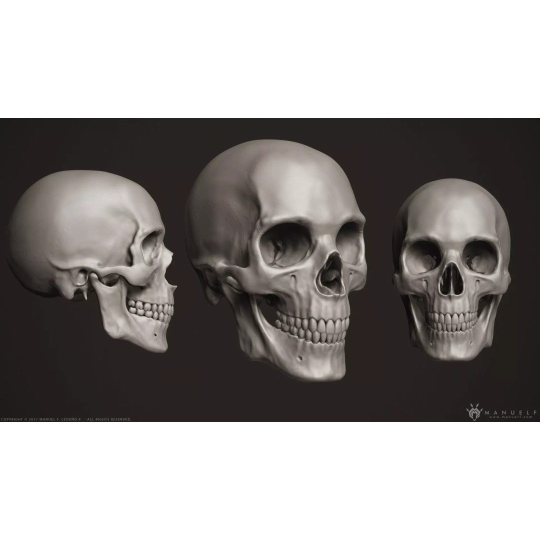 Human Skull 3D Model – High Poly Anatomy Sculpture, OBJ - View 2