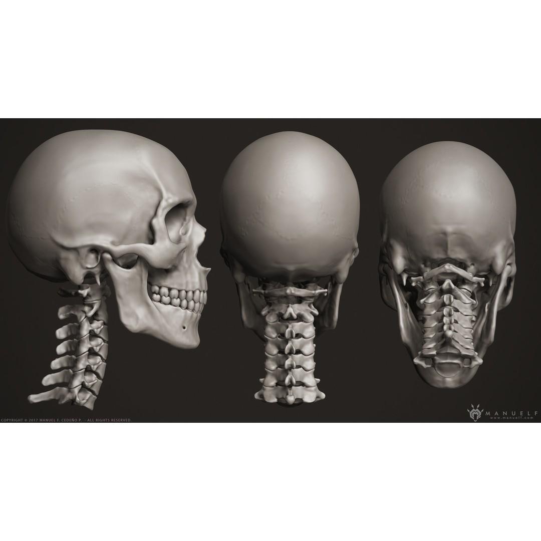 Human Skull 3D Model – High Poly Anatomy Sculpture, OBJ - View 3