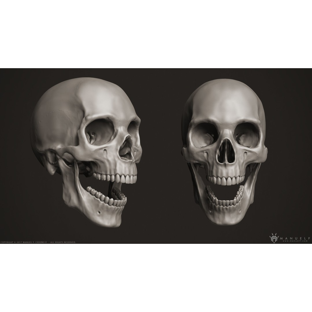 Human Skull 3D Model – High Poly Anatomy Sculpture, OBJ - View 4