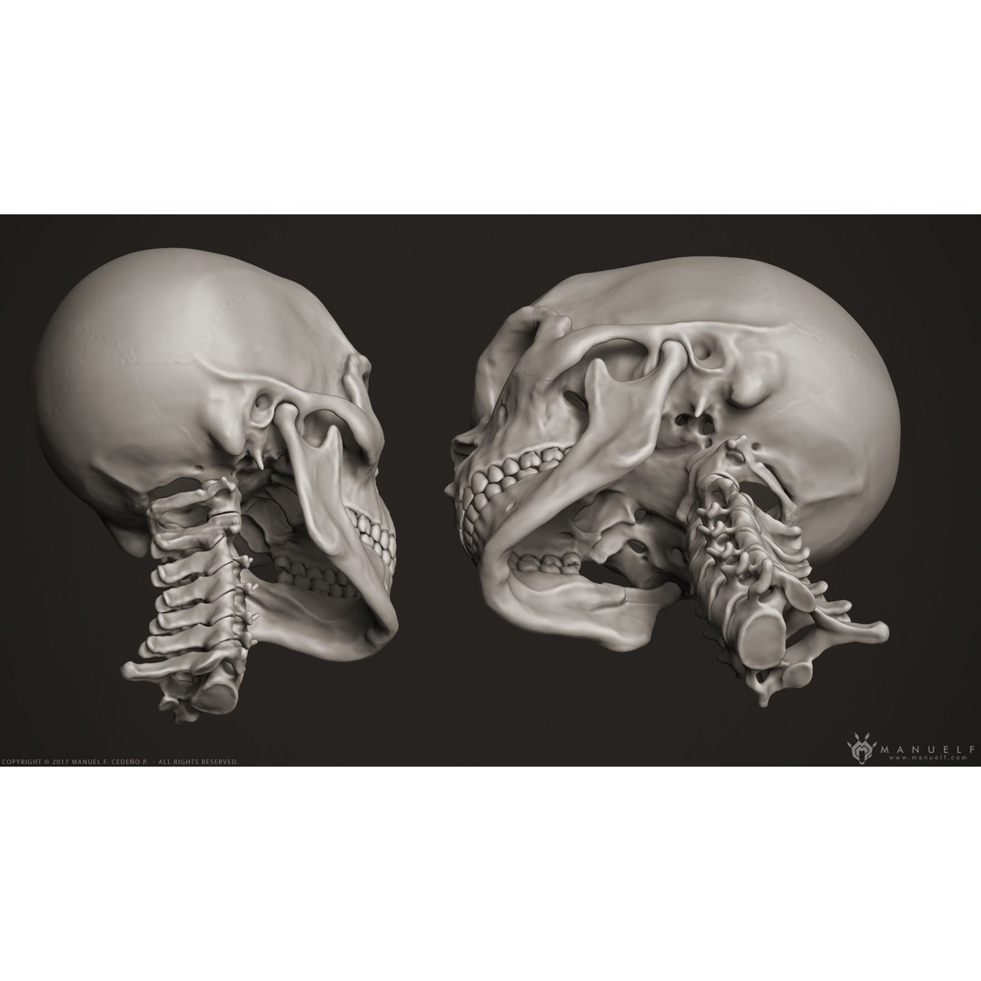 Human Skull 3D Model – High Poly Anatomy Sculpture, OBJ - View 7