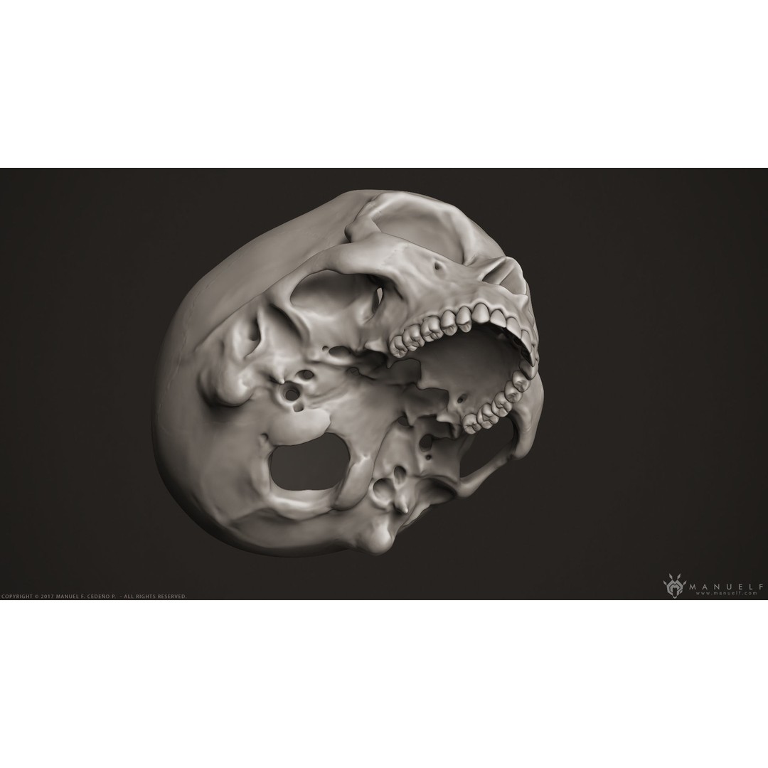 Human Skull 3D Model – High Poly Anatomy Sculpture, OBJ - View 8