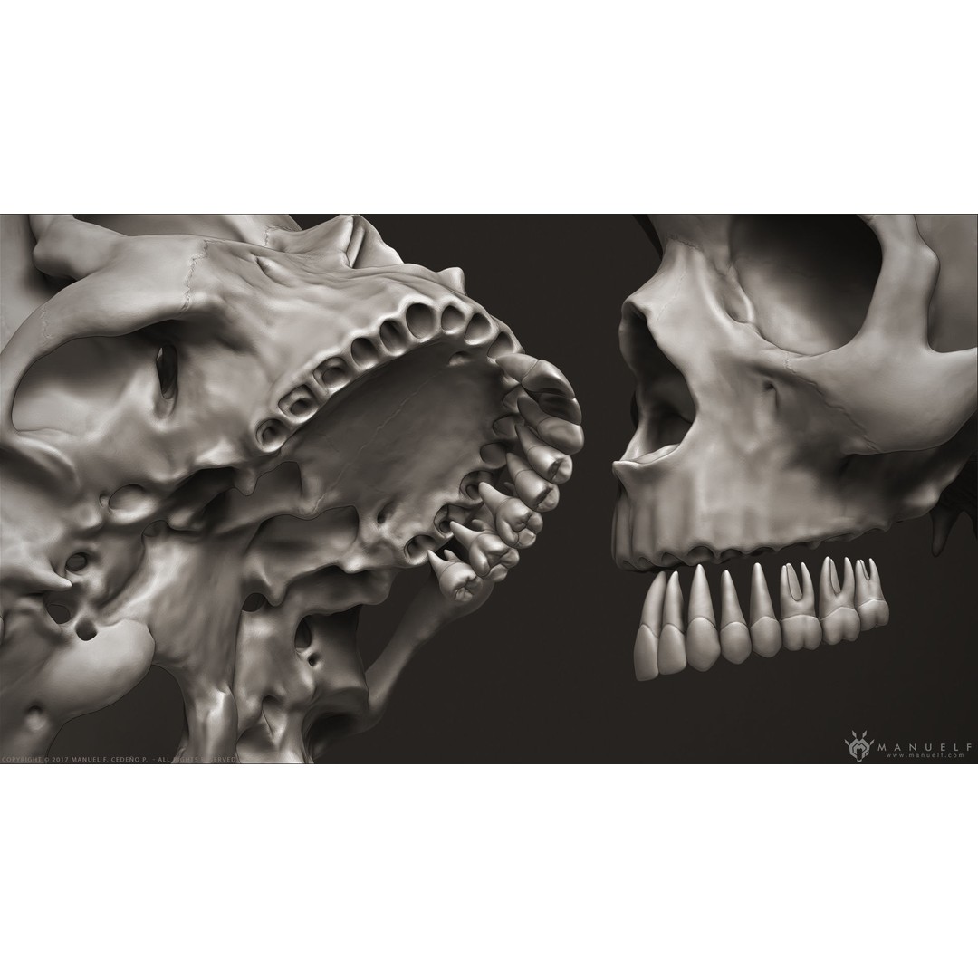 Human Skull 3D Model – High Poly Anatomy Sculpture, OBJ - View 9