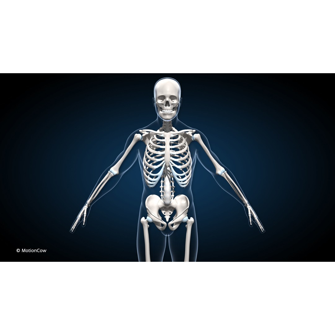Male Muscular Skeletal 3D Model – Advanced Rigged Anatomy Asset, FBX - View 10