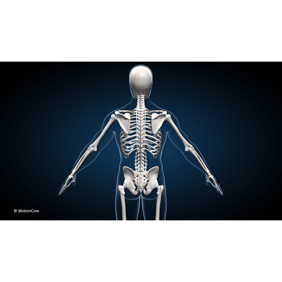 Male Muscular Skeletal 3D Model – Advanced Rigged Anatomy Asset, FBX - View 11
