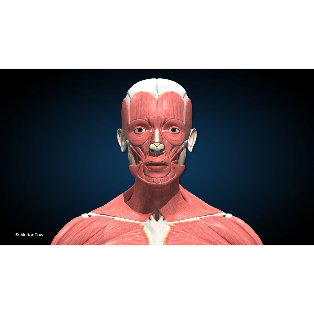 Male Muscular Skeletal 3D Model – Advanced Rigged Anatomy Asset, FBX - View 12