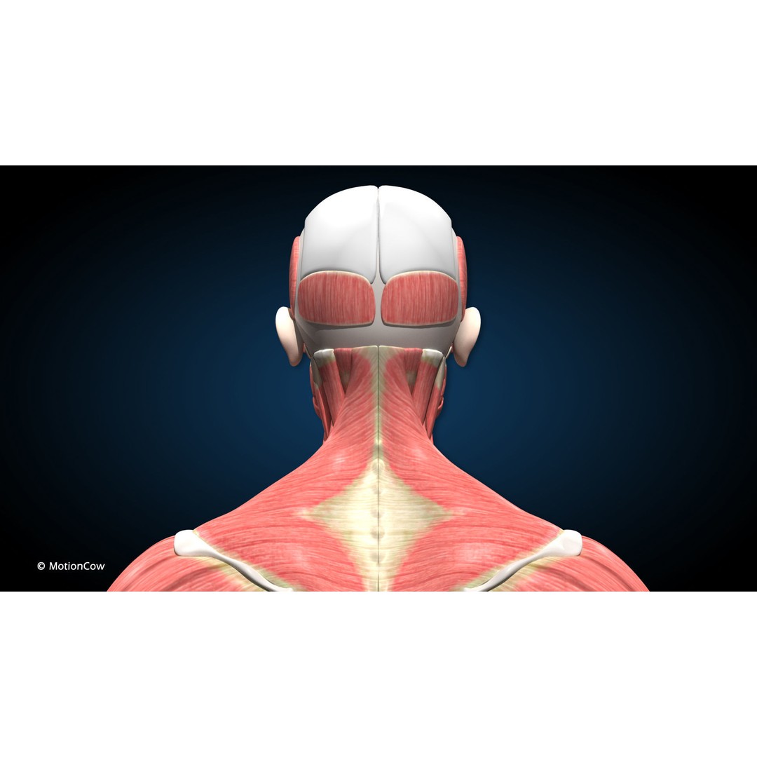 Male Muscular Skeletal 3D Model – Advanced Rigged Anatomy Asset, FBX - View 13