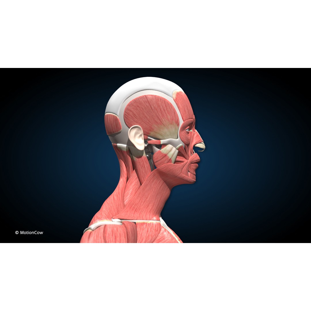 Male Muscular Skeletal 3D Model – Advanced Rigged Anatomy Asset, FBX - View 14