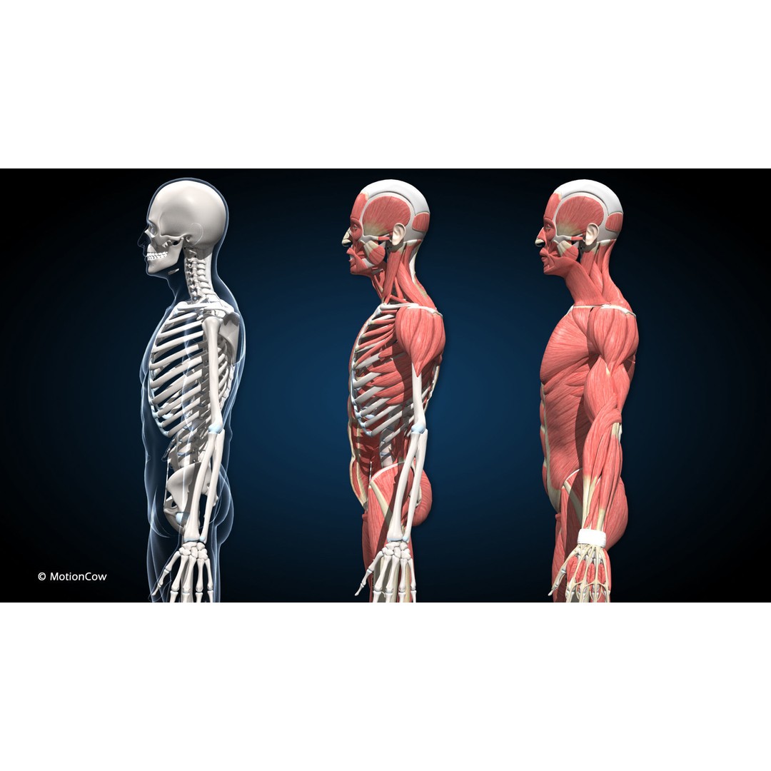 Male Muscular Skeletal 3D Model – Advanced Rigged Anatomy Asset, FBX - View 16