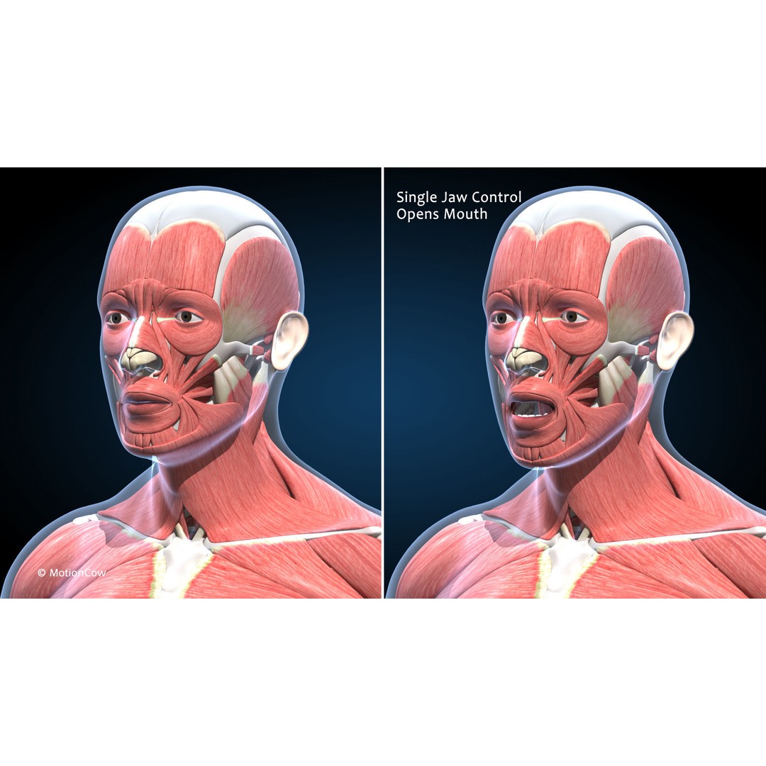 Male Muscular Skeletal 3D Model – Advanced Rigged Anatomy Asset, FBX - View 17