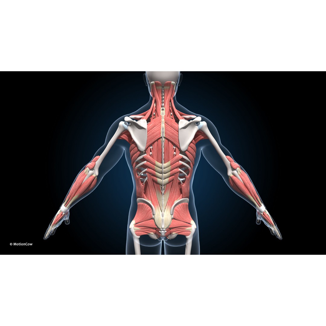 Male Muscular Skeletal 3D Model – Advanced Rigged Anatomy Asset, FBX - View 18