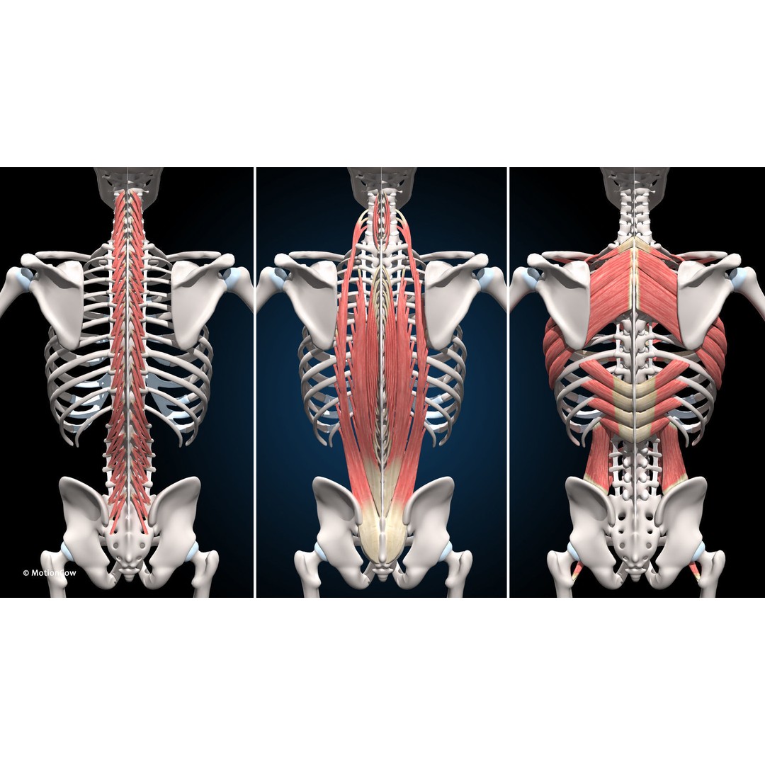 Male Muscular Skeletal 3D Model – Advanced Rigged Anatomy Asset, FBX - View 19