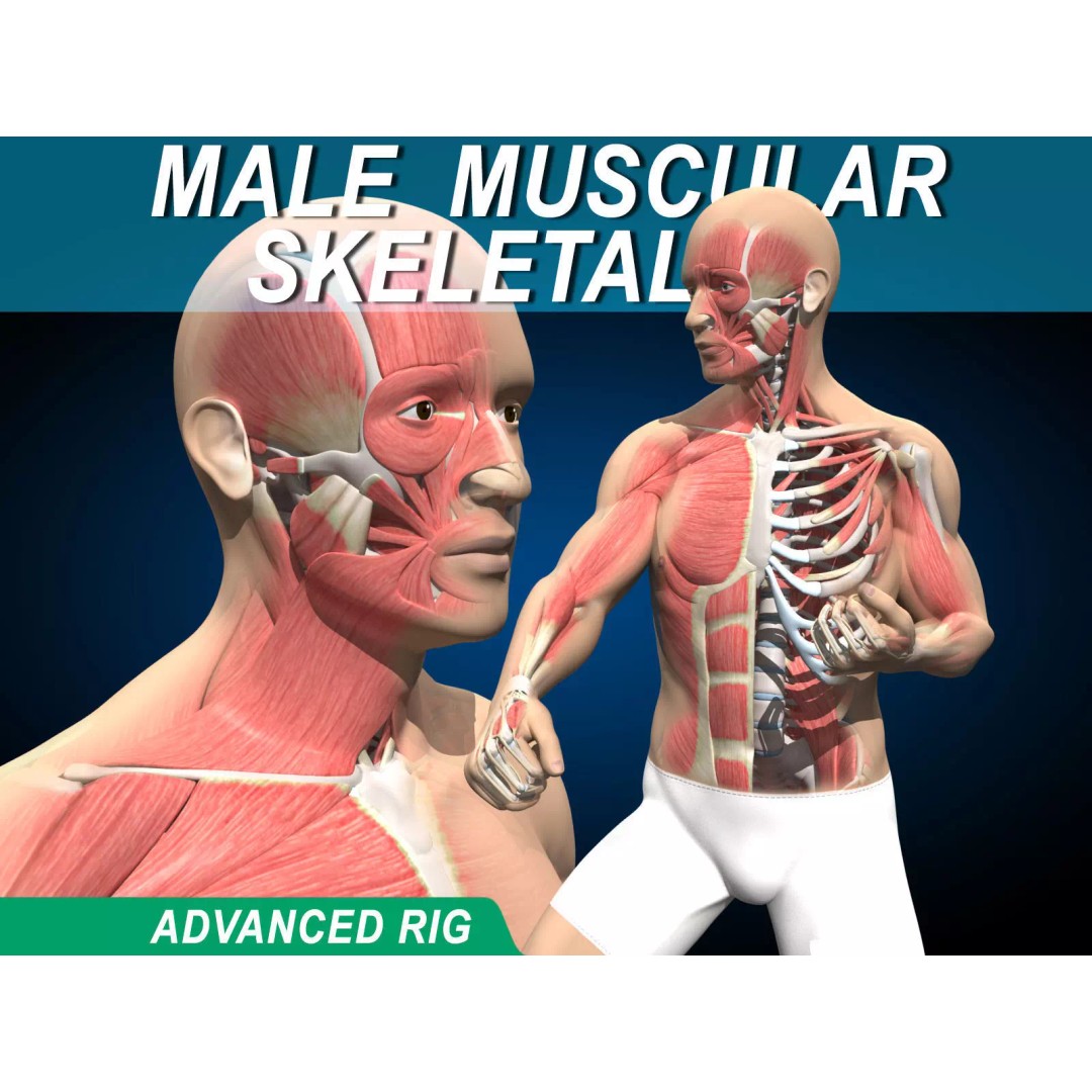 Male Muscular Skeletal 3D Model – Advanced Rigged Anatomy Asset, FBX - View 2
